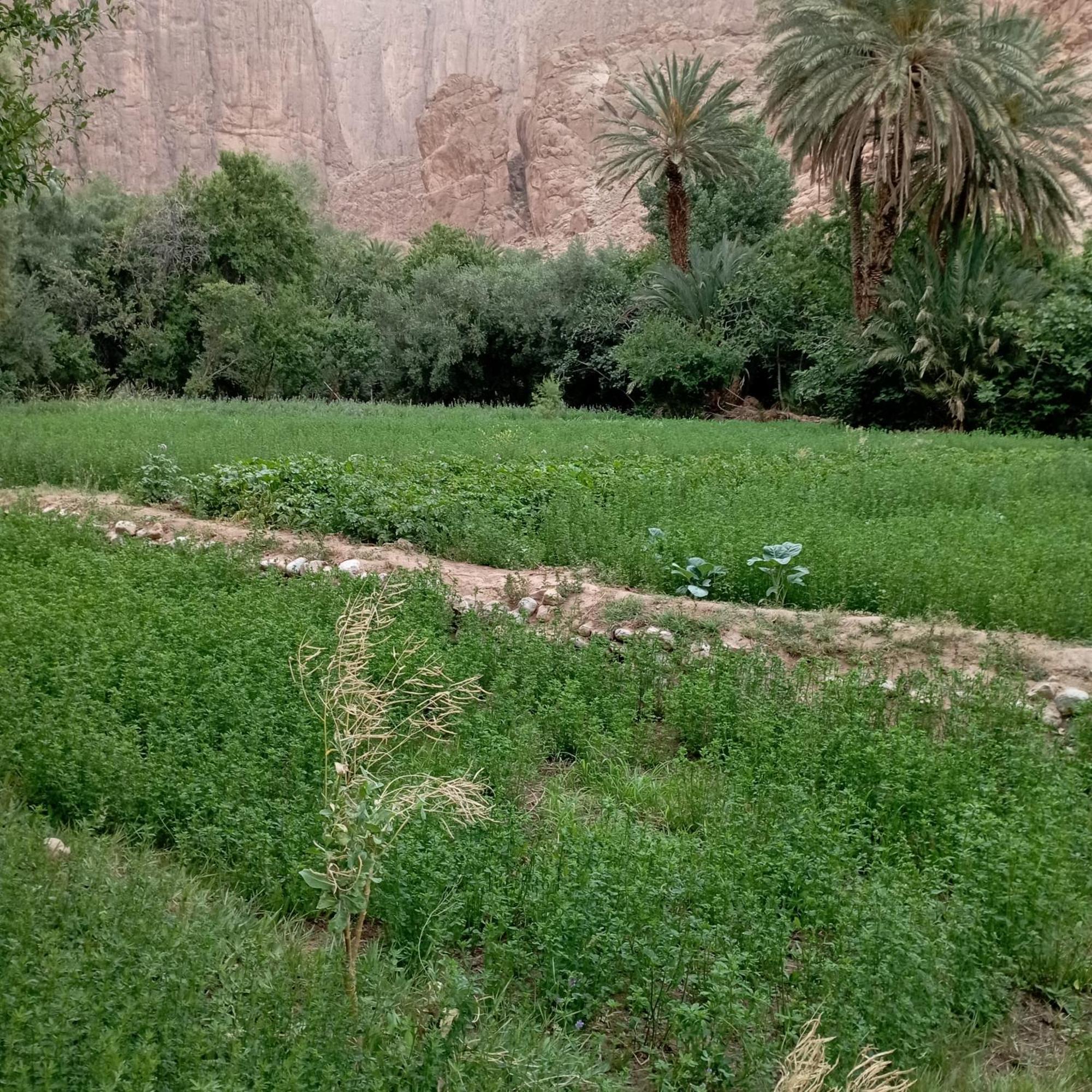 Riad La Fleur Ait Baha Bilik gambar
